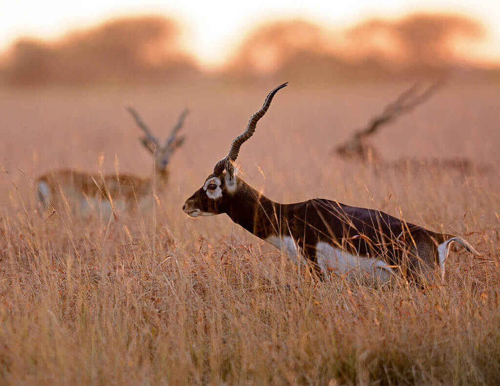 Wildlife Animals in Bandhavgarh