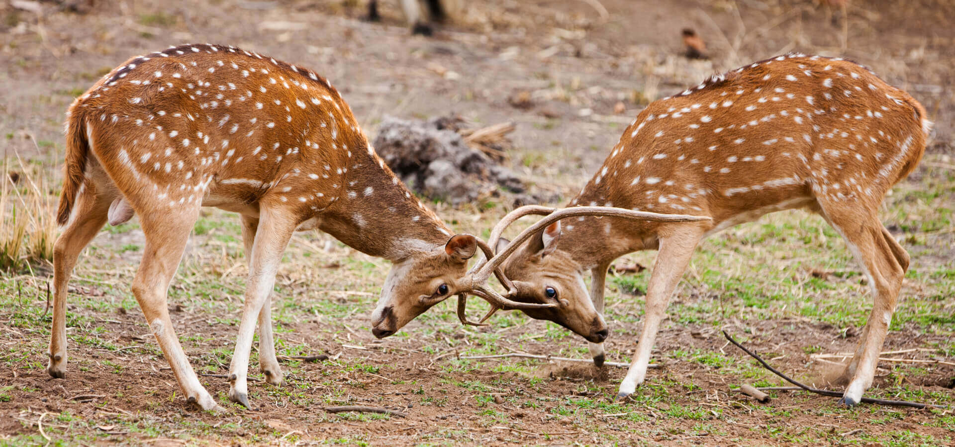 Wildlife Animals in Bandhavgarh