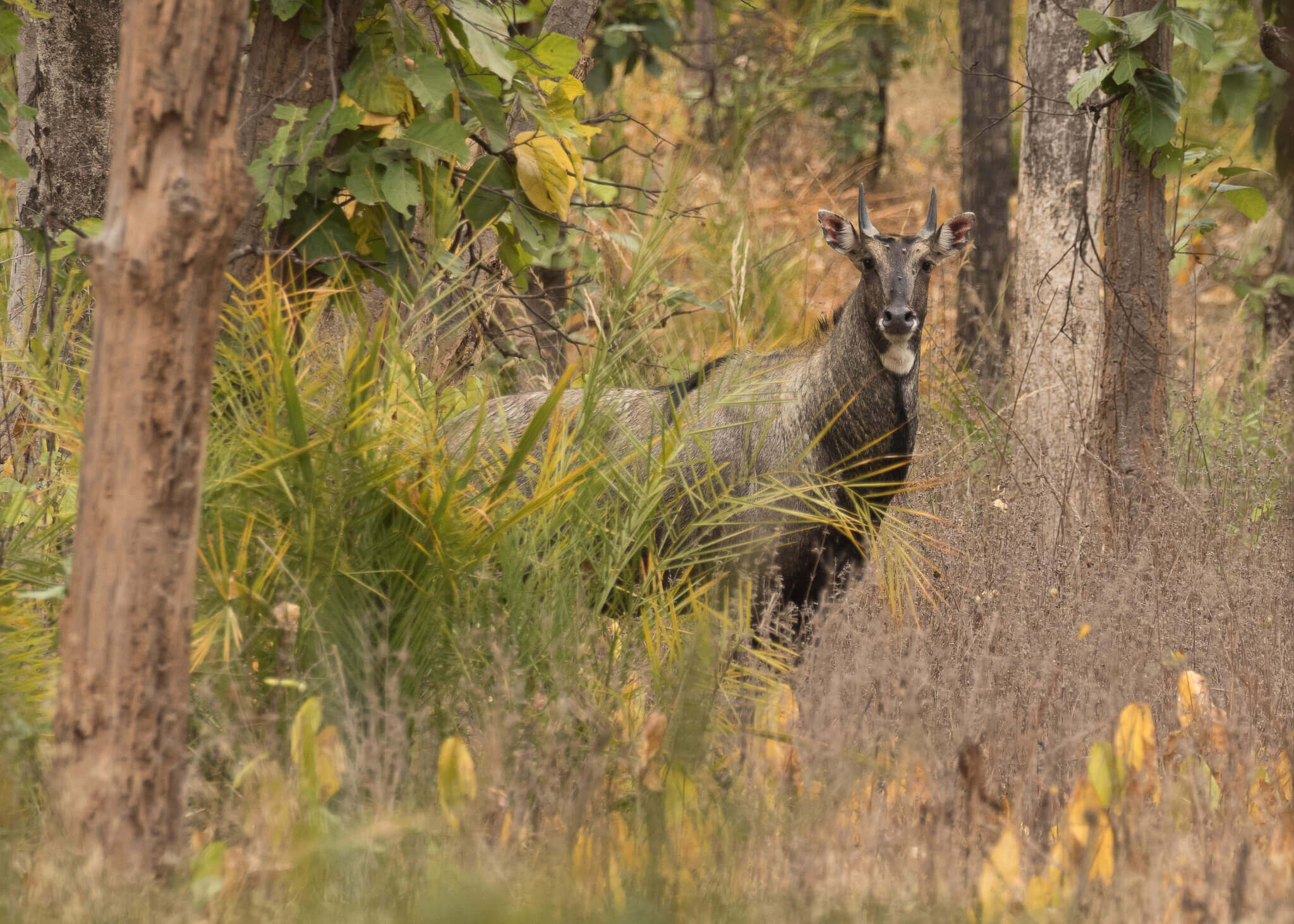 Wildlife Animals in Bandhavgarh