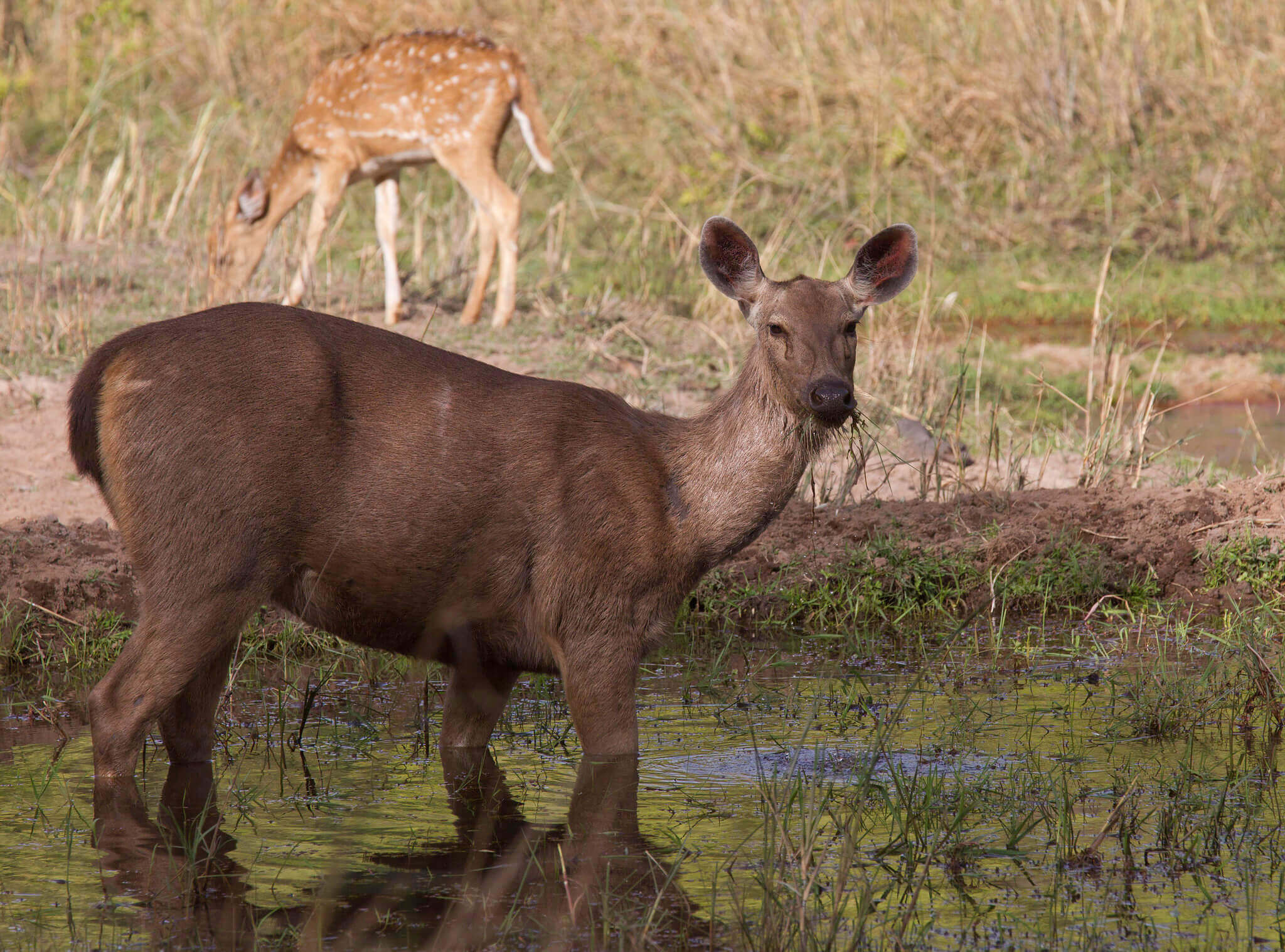 Wildlife Animals in Bandhavgarh