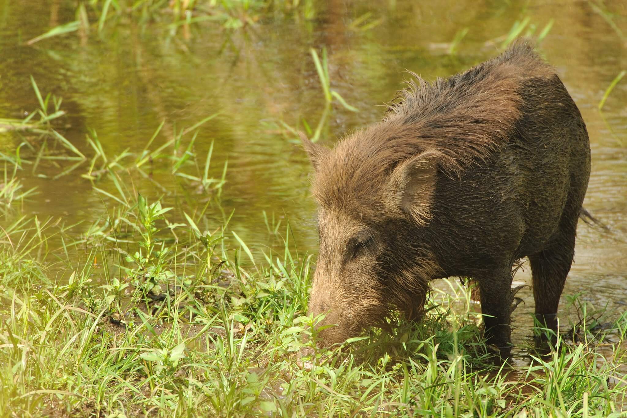 Wildlife Animals in Bandhavgarh