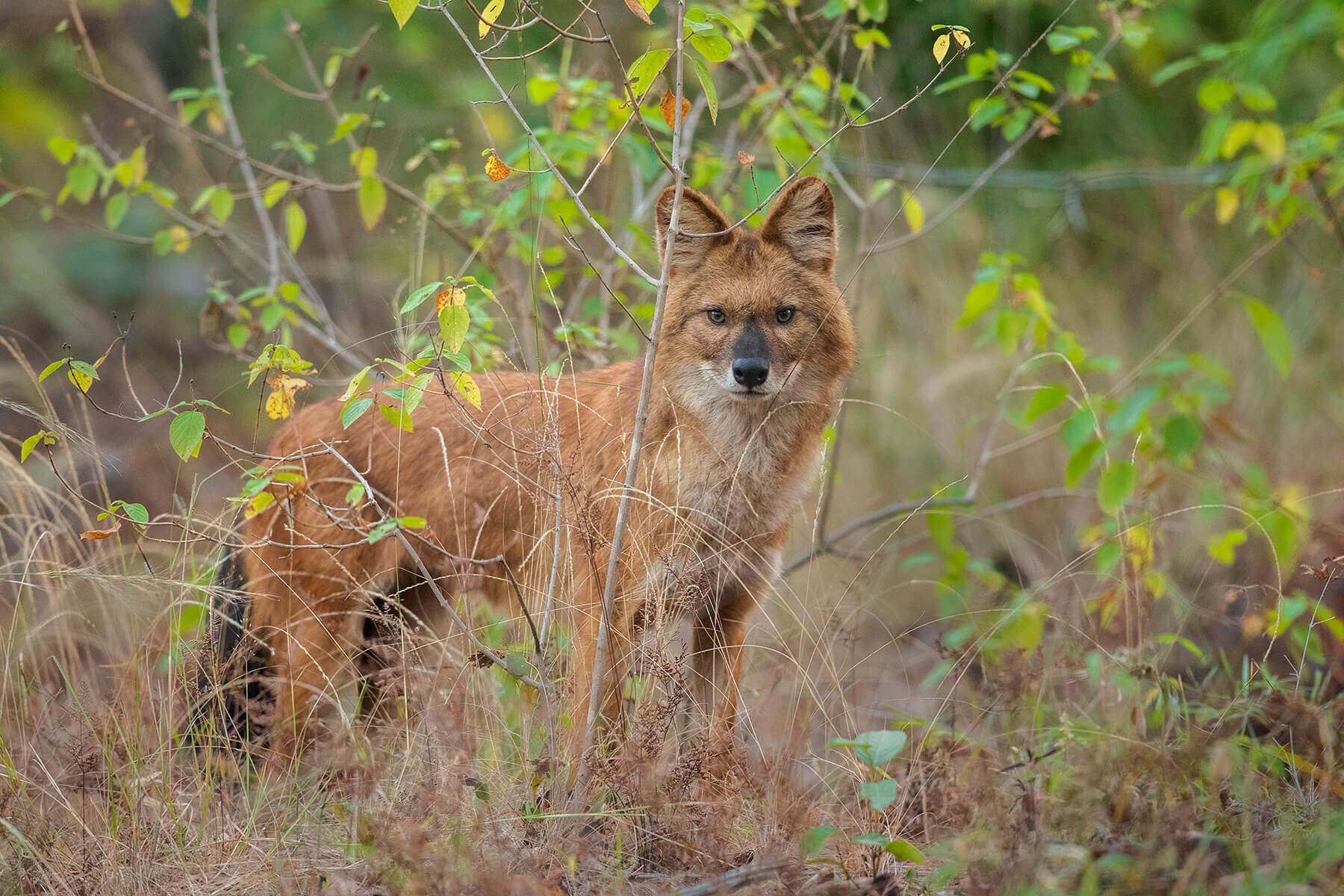 Wildlife Animals in Bandhavgarh