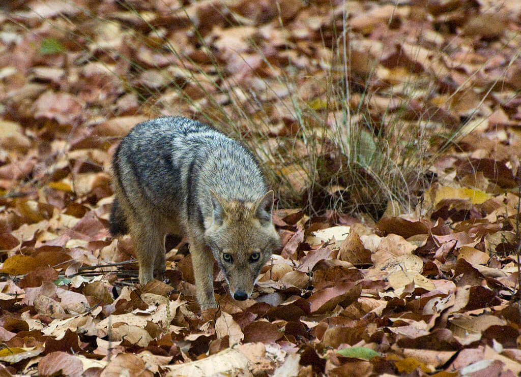 Wildlife Animals in Bandhavgarh