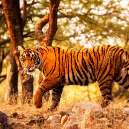 Bandhavgarh Tiger Reserve