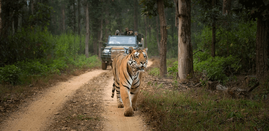 Majesty of the Royal Bengal Tiger
