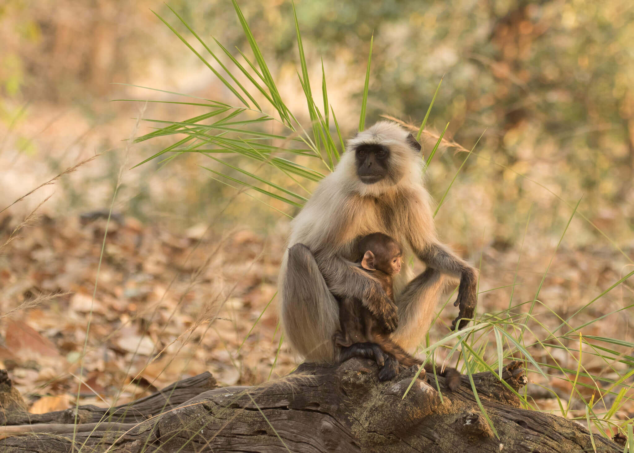 Wildlife Animals in Bandhavgarh