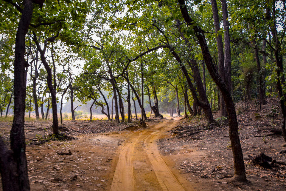 Flora in Bandhavgarh