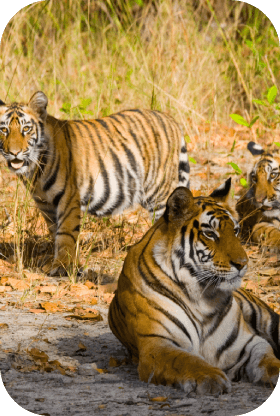 history-of-bandhavgarh