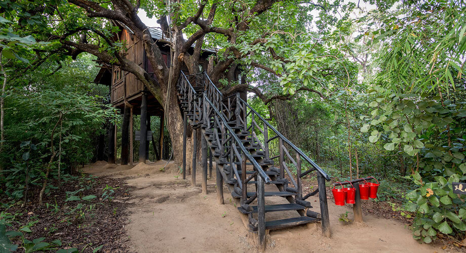 Tree House in Bandhavgarh