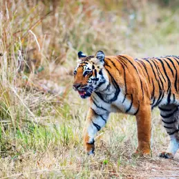 Kanha Tiger Reserve