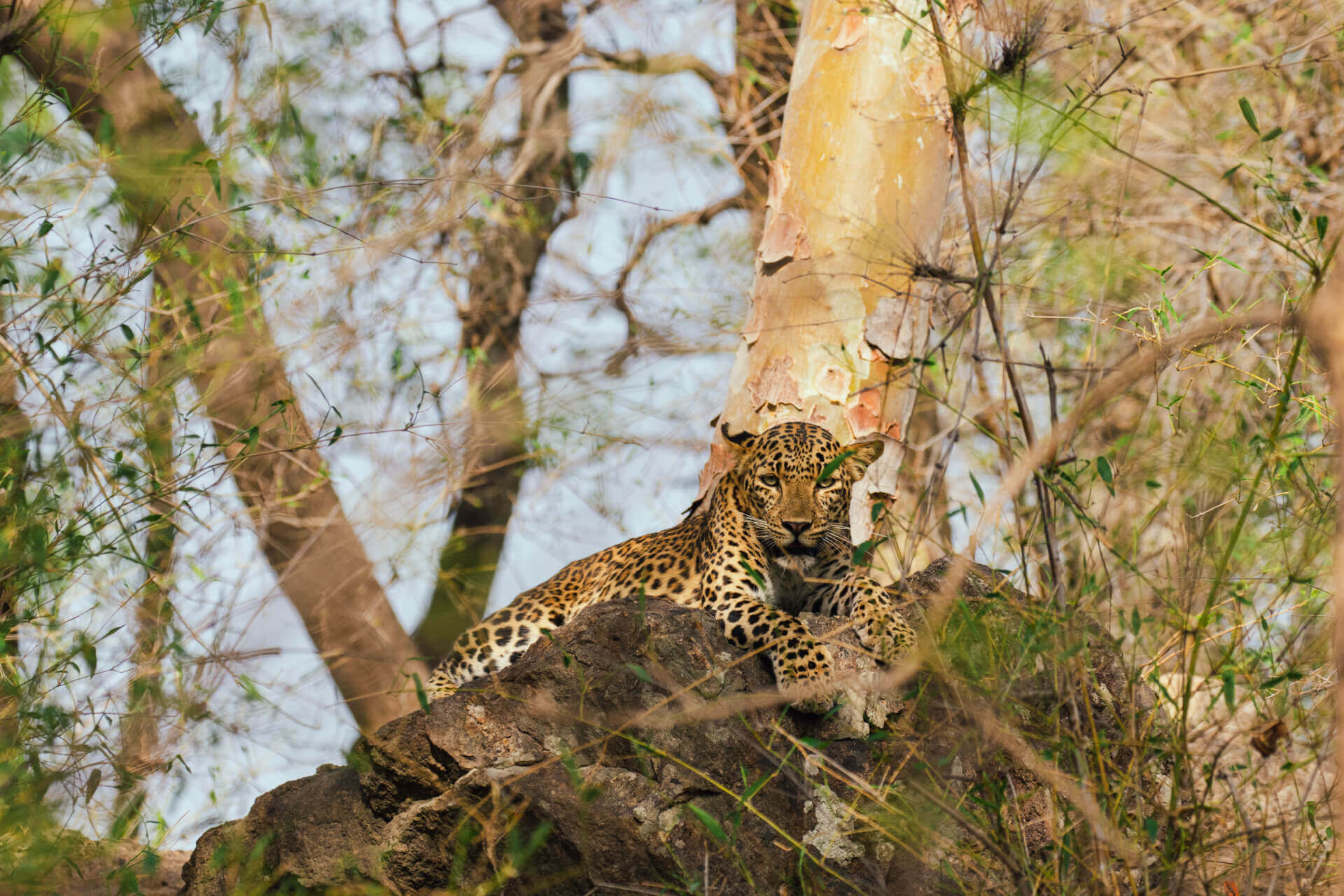 Wildlife Animals in Bandhavgarh