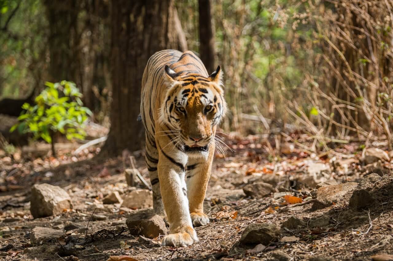 kanha national park