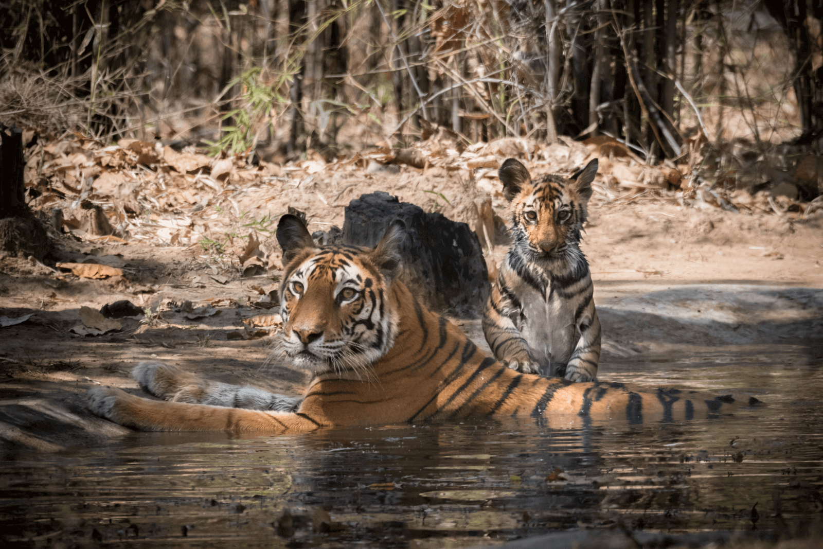 bandhavgarh tour plan