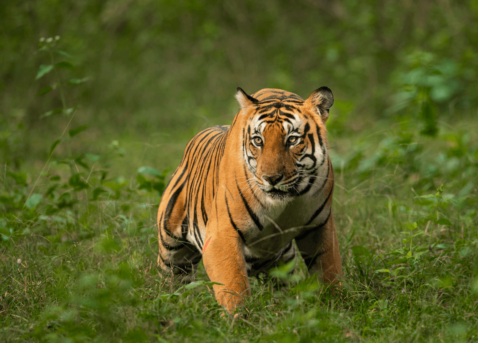 Madhya Pradesh with its Wildlife