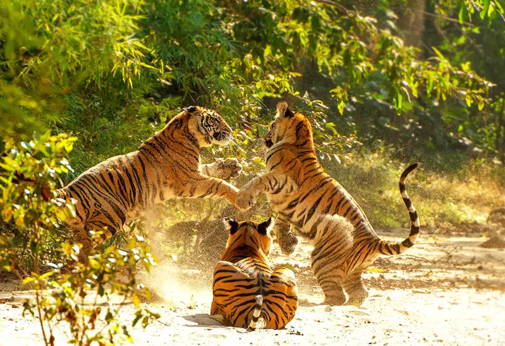 history-of-bandhavgarh