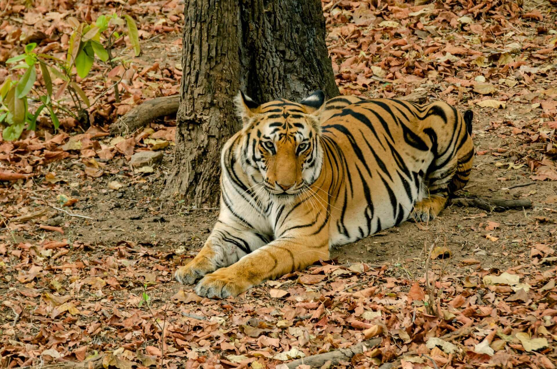 Kiplings Playground Tiger