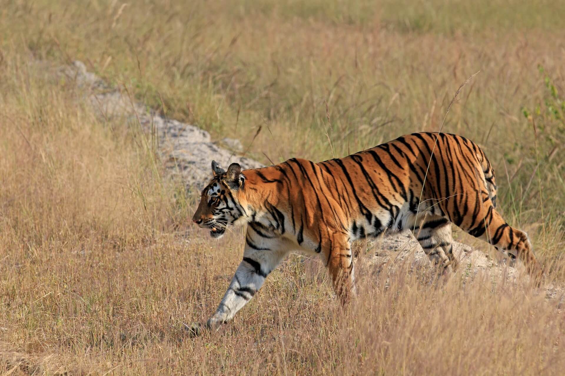 Royal Bengal Tiger Tour
