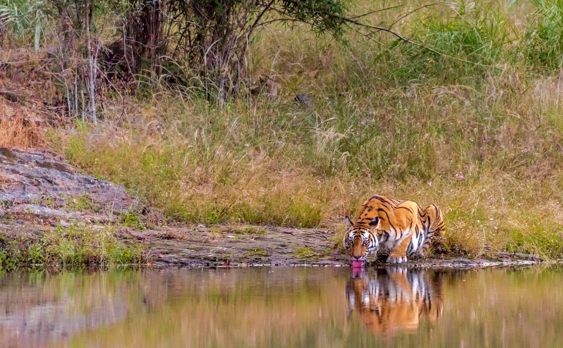 TIger Corridors of Central India