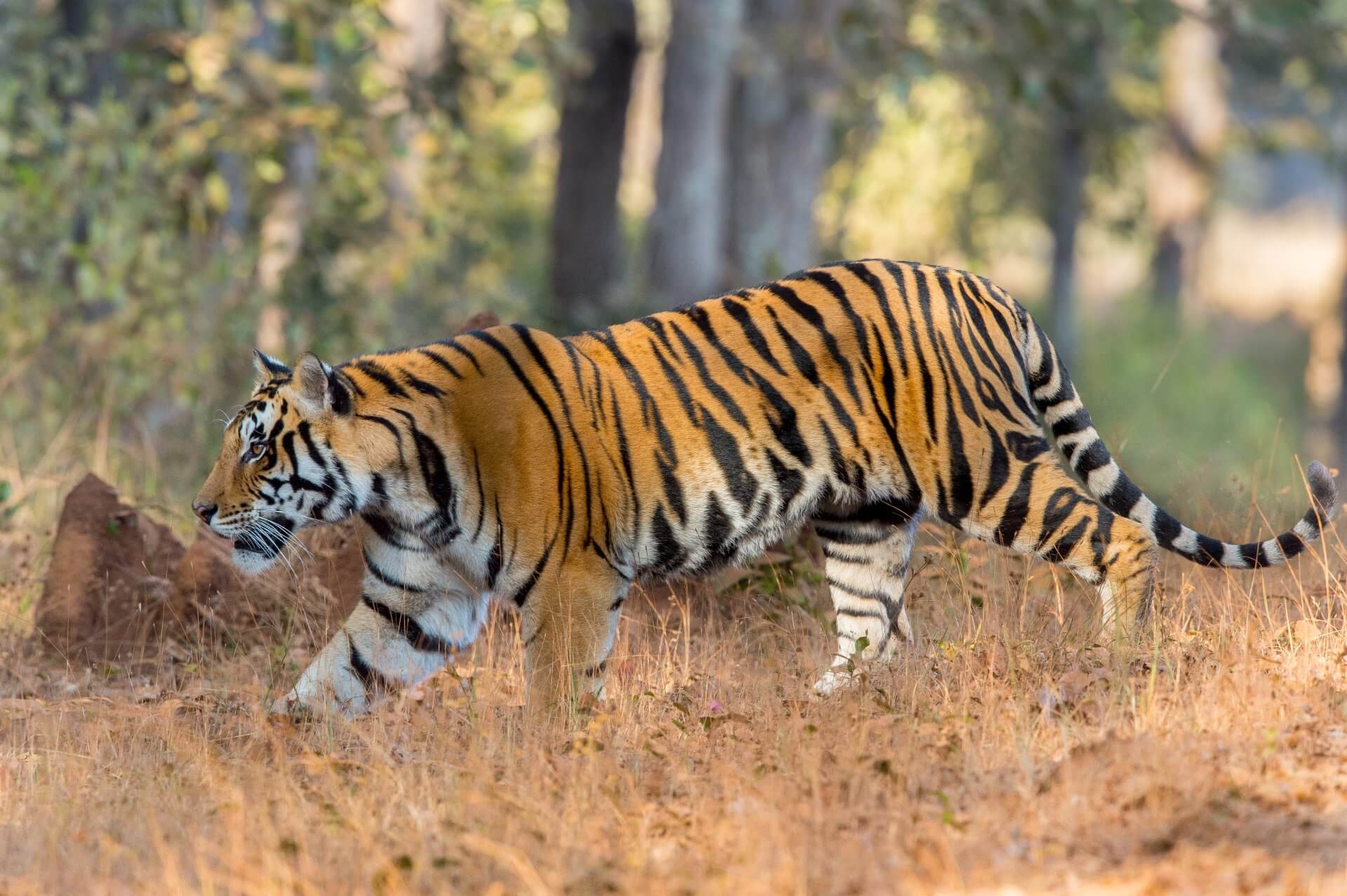 Majesty of the Royal Bengal Tiger