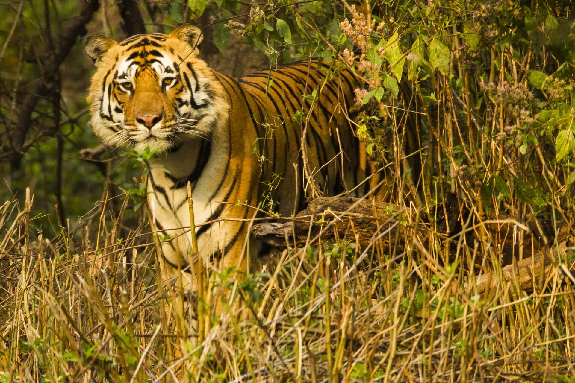 Majesty of the Royal Bengal Tiger