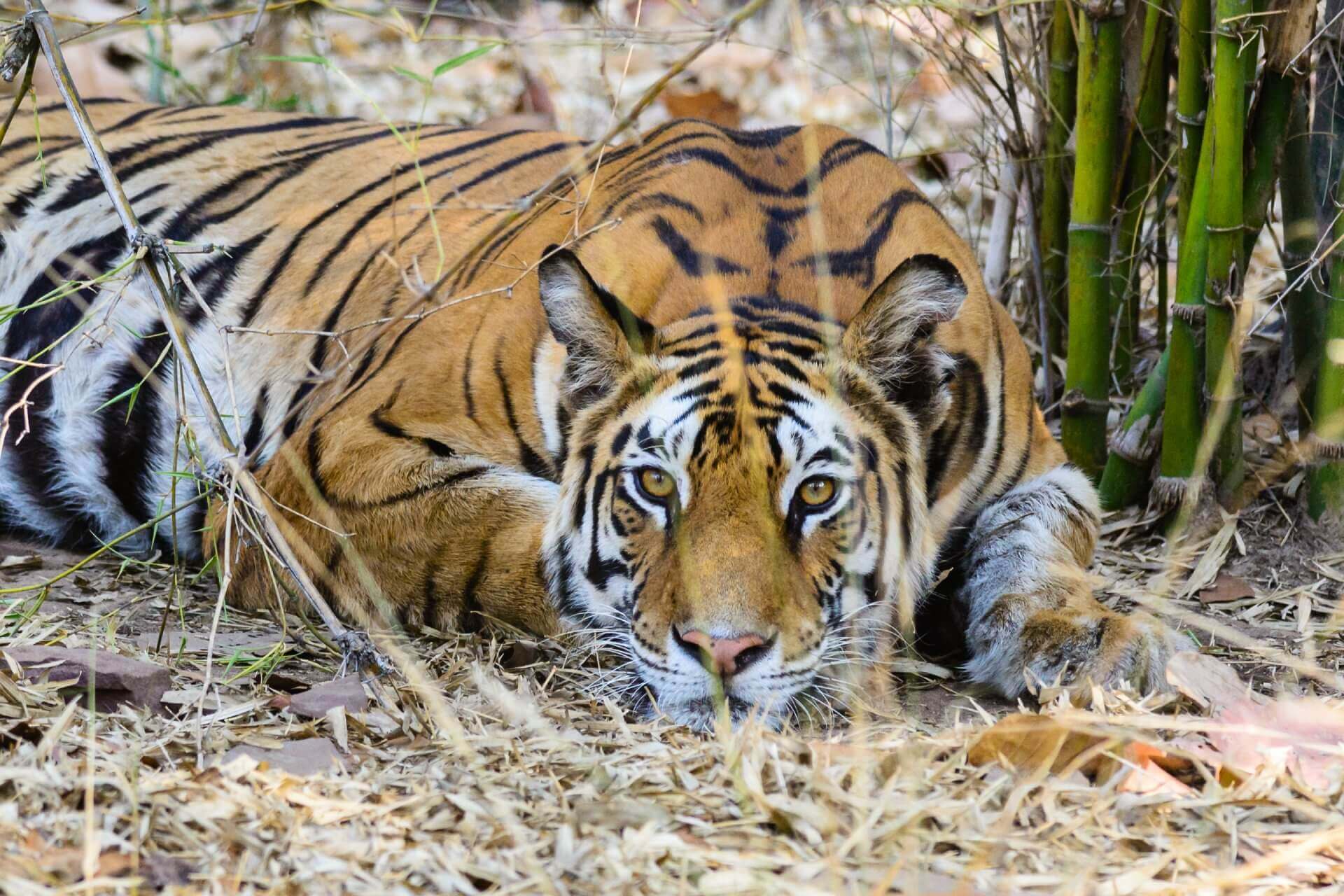 Tiger Reserves in MP