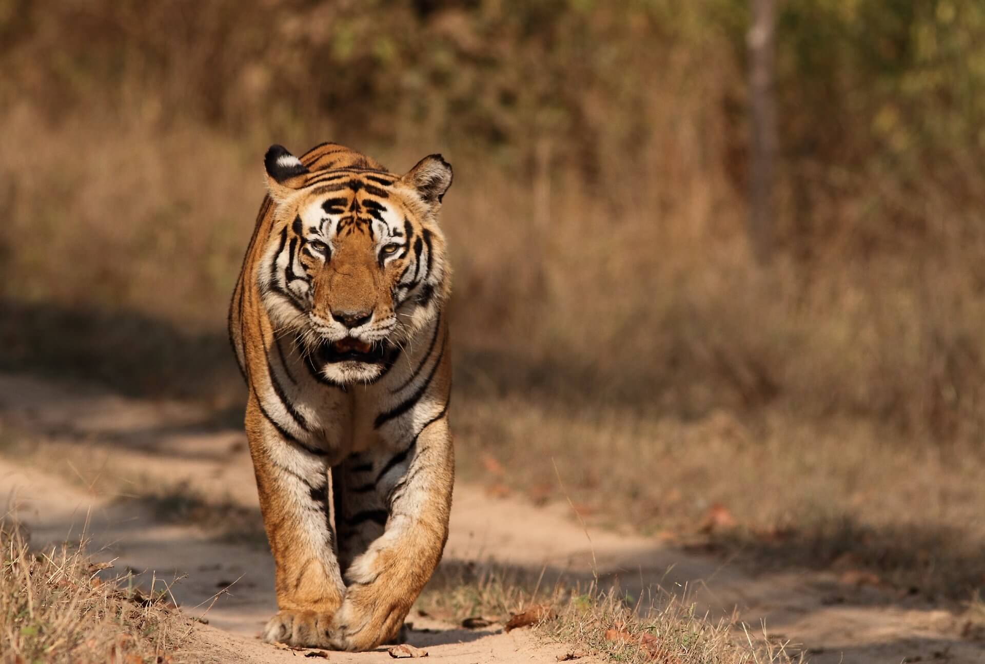 Majesty of the Royal Bengal Tiger