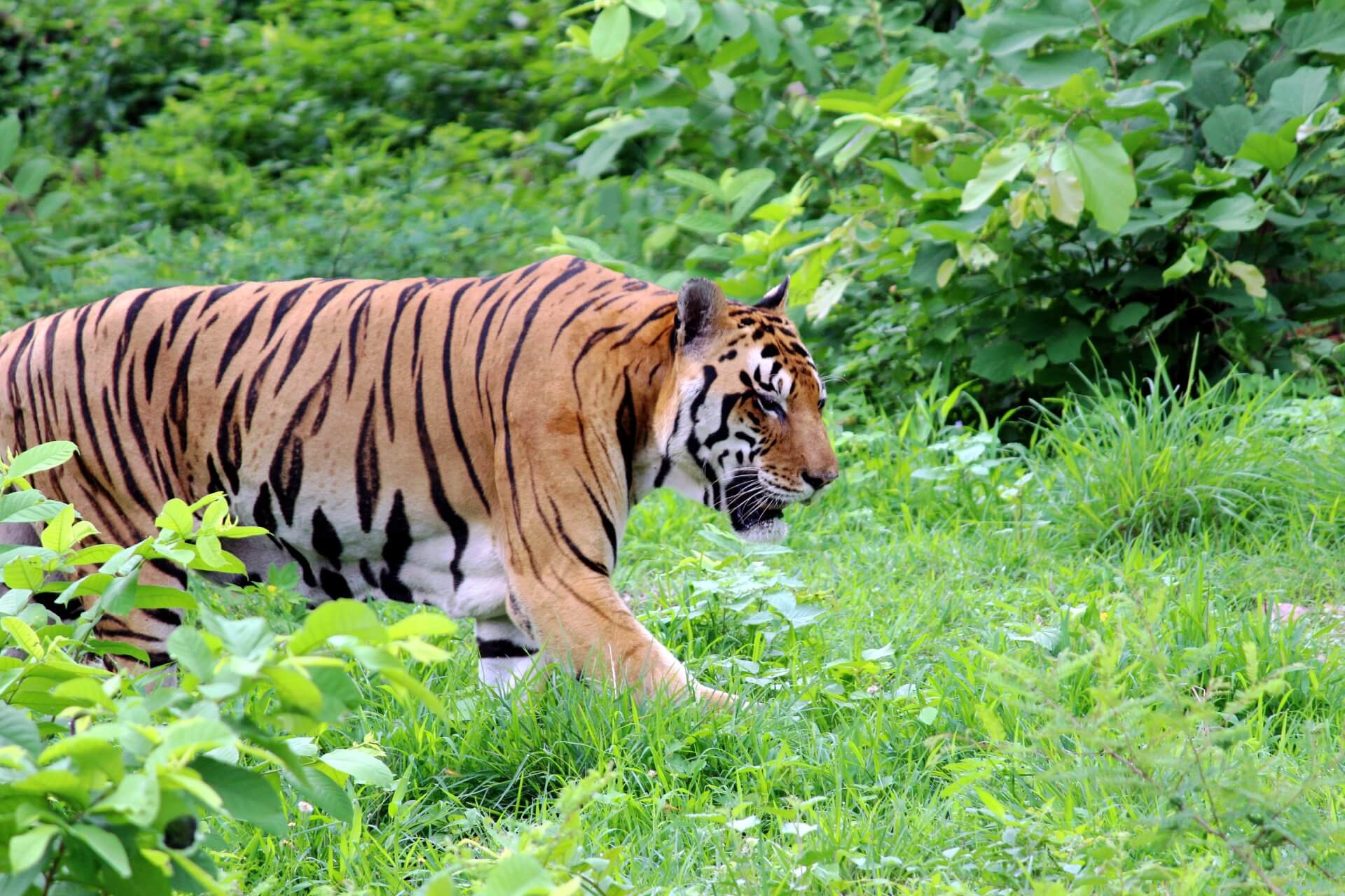 Majesty of the Royal Bengal Tiger