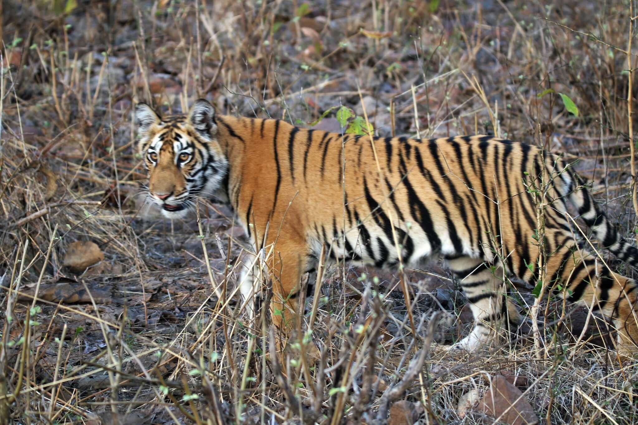 Majesty of the Royal Bengal Tiger