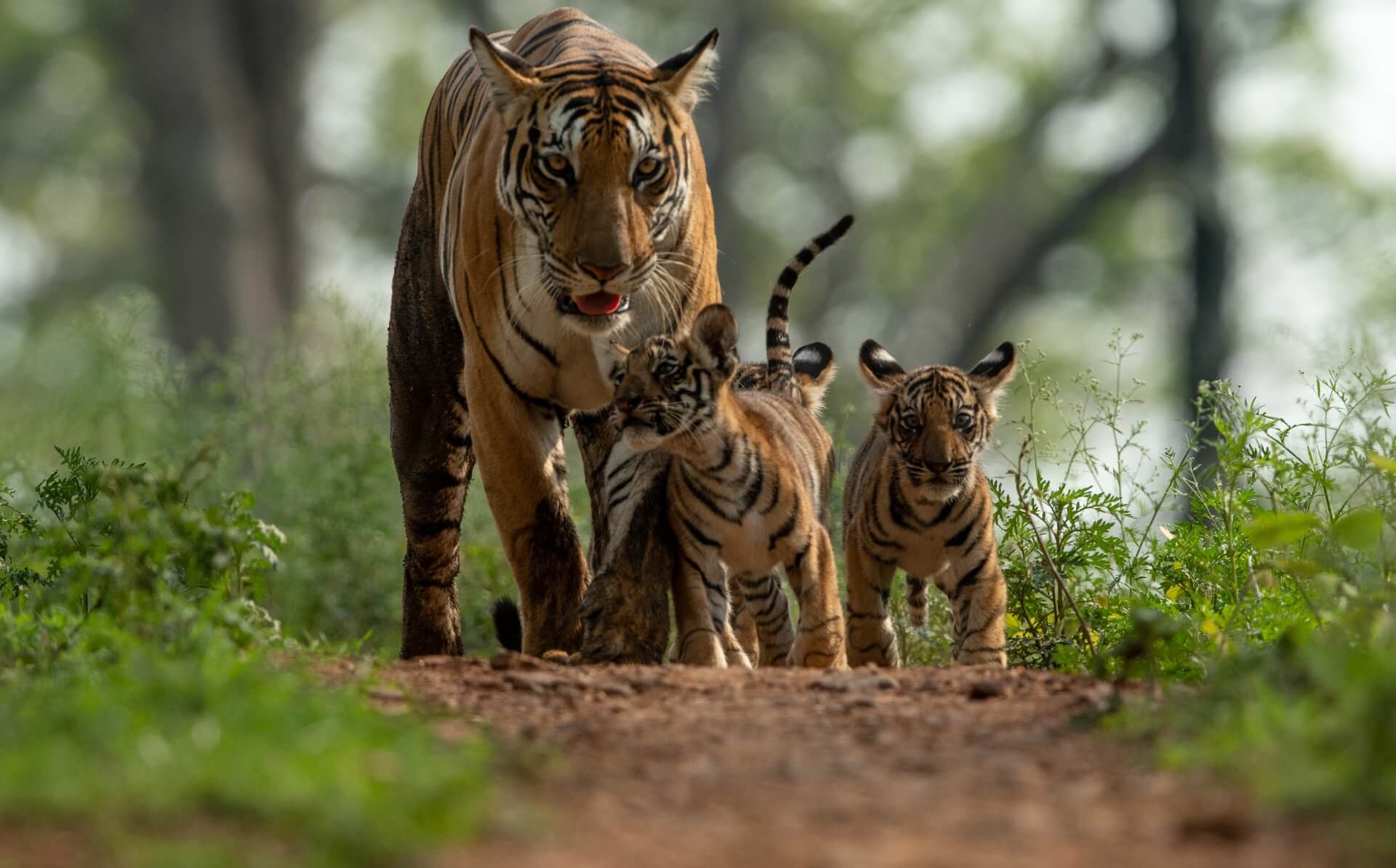 The Royal Bengal Tiger - Tiger Safari India