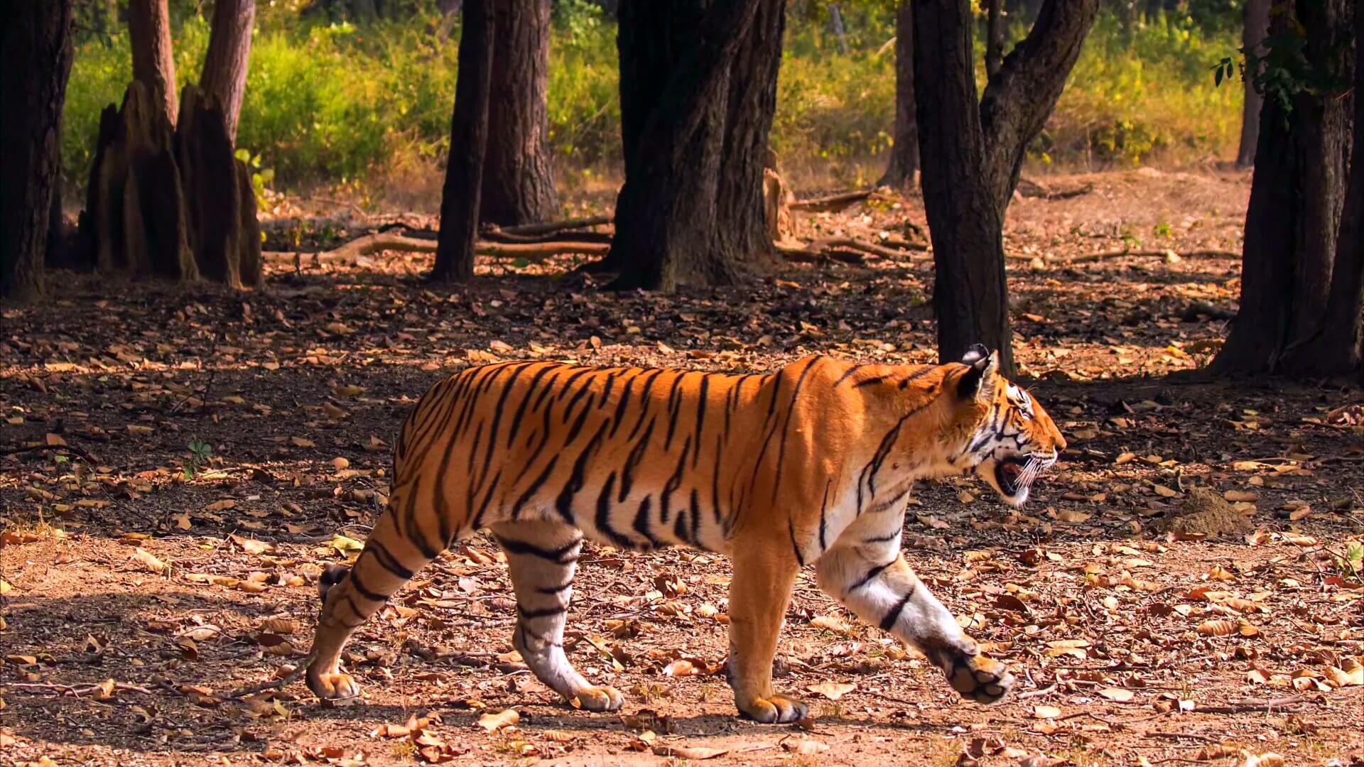 Kanha National Park