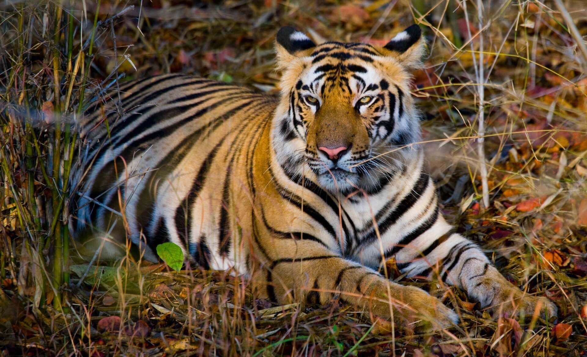 Bandhavgarh Weekend