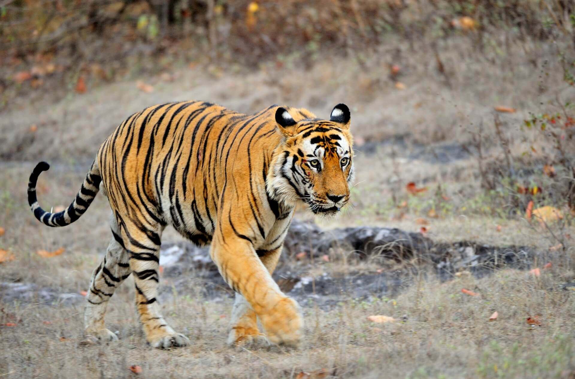 Rendezvous with Tigers in Bandhavgarh