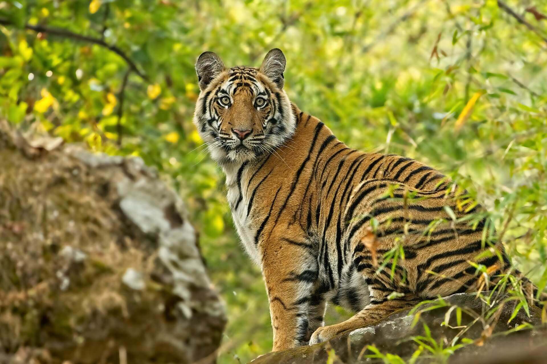 Bandhavgarh Special Tour