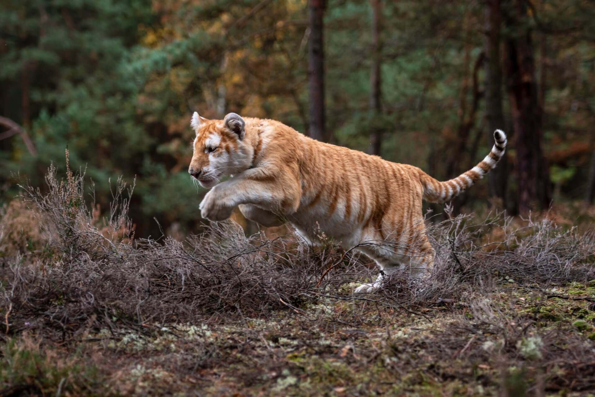 A Safari Through Indian Wilderness