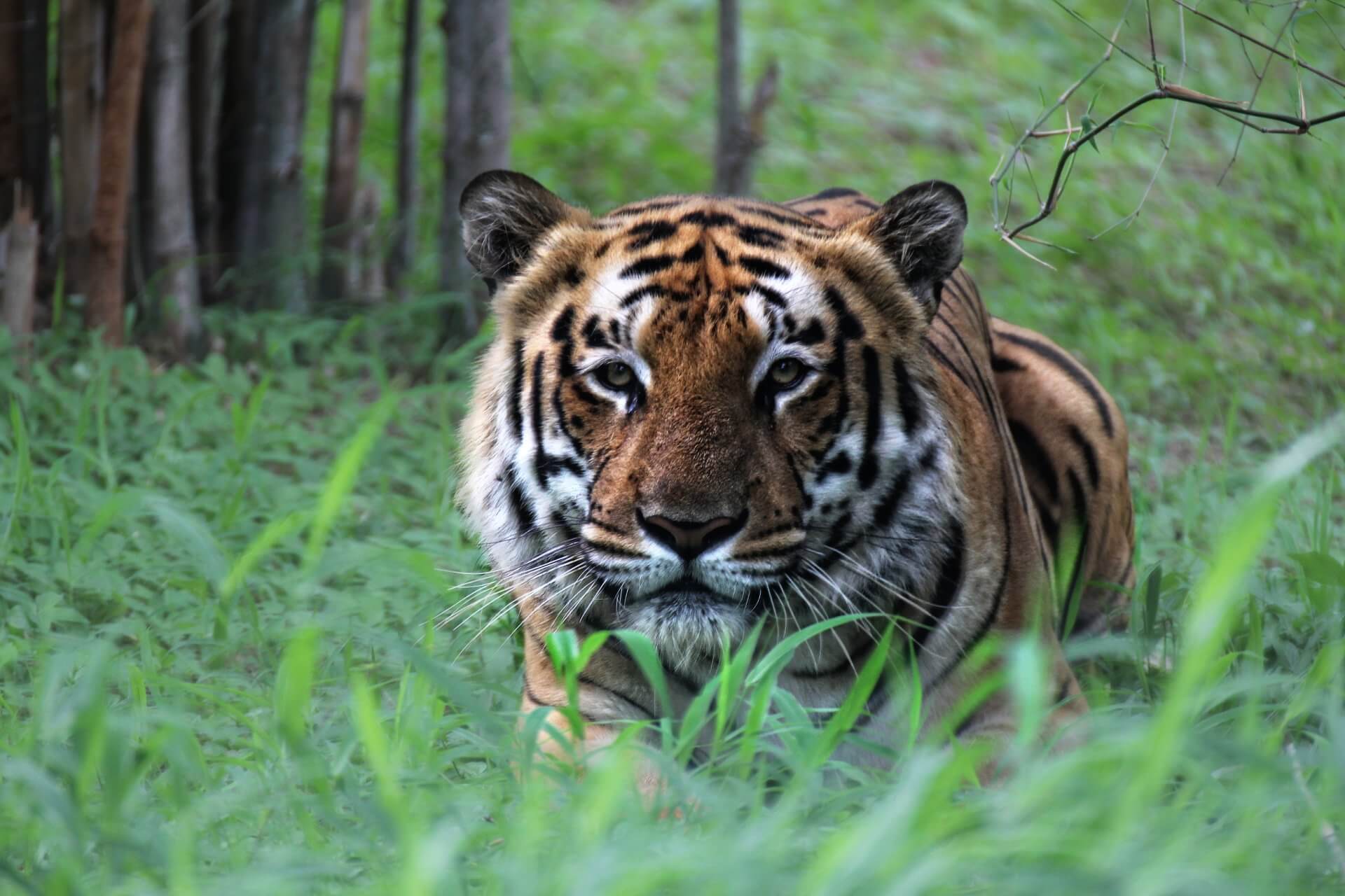 Taj with Tiger