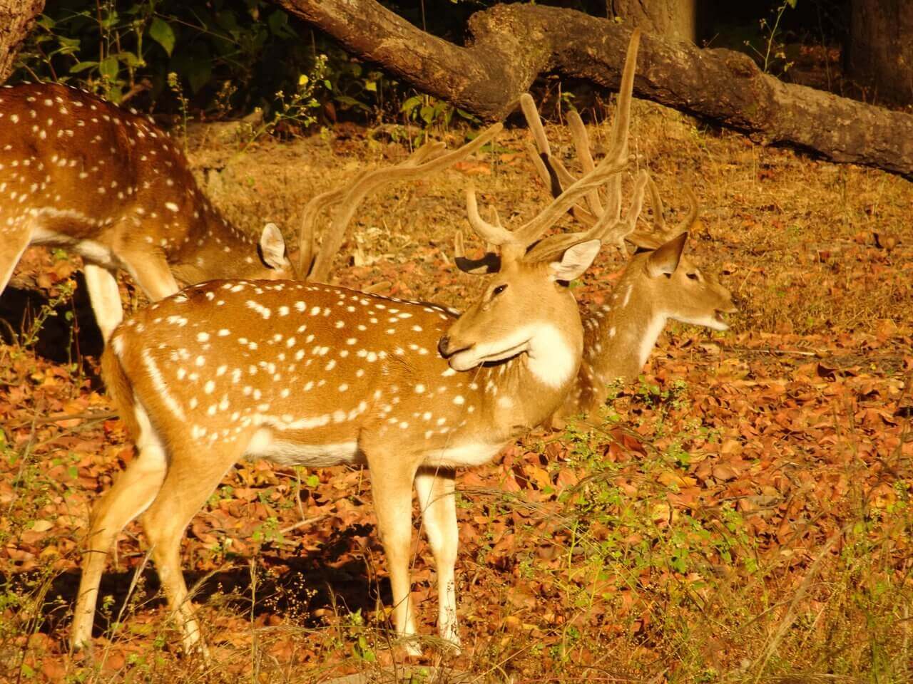 WRendezvous with Tigers in Bandhavgarh