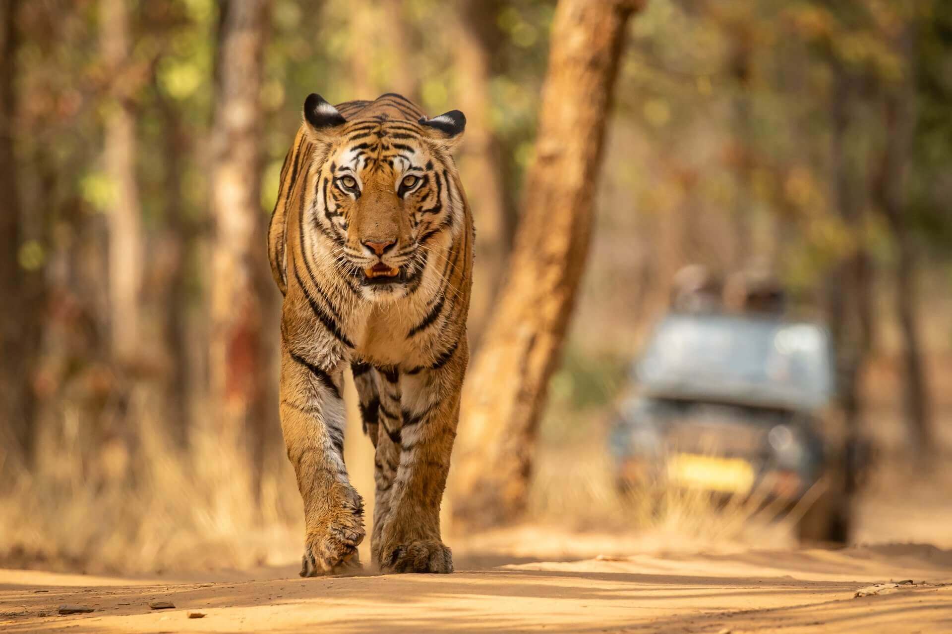 bandhavgarh tiger safari