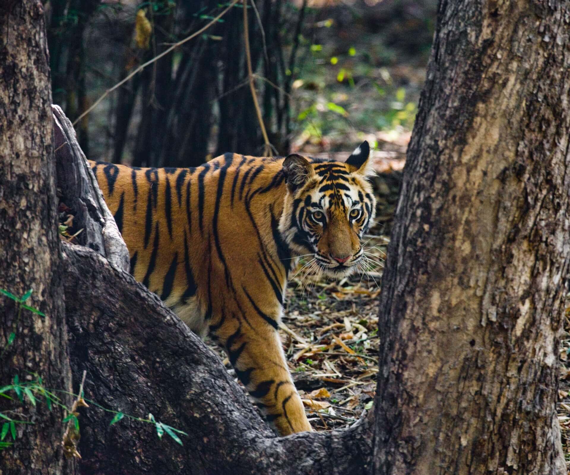 Bandhavgarh Photographic safari