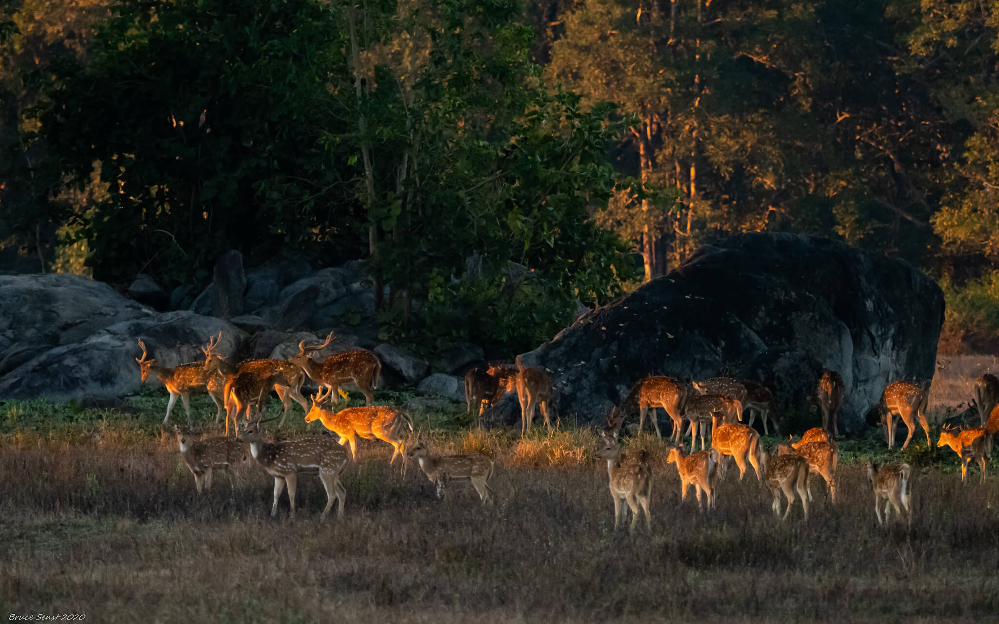 Wildlife Tour with Rajasthan India