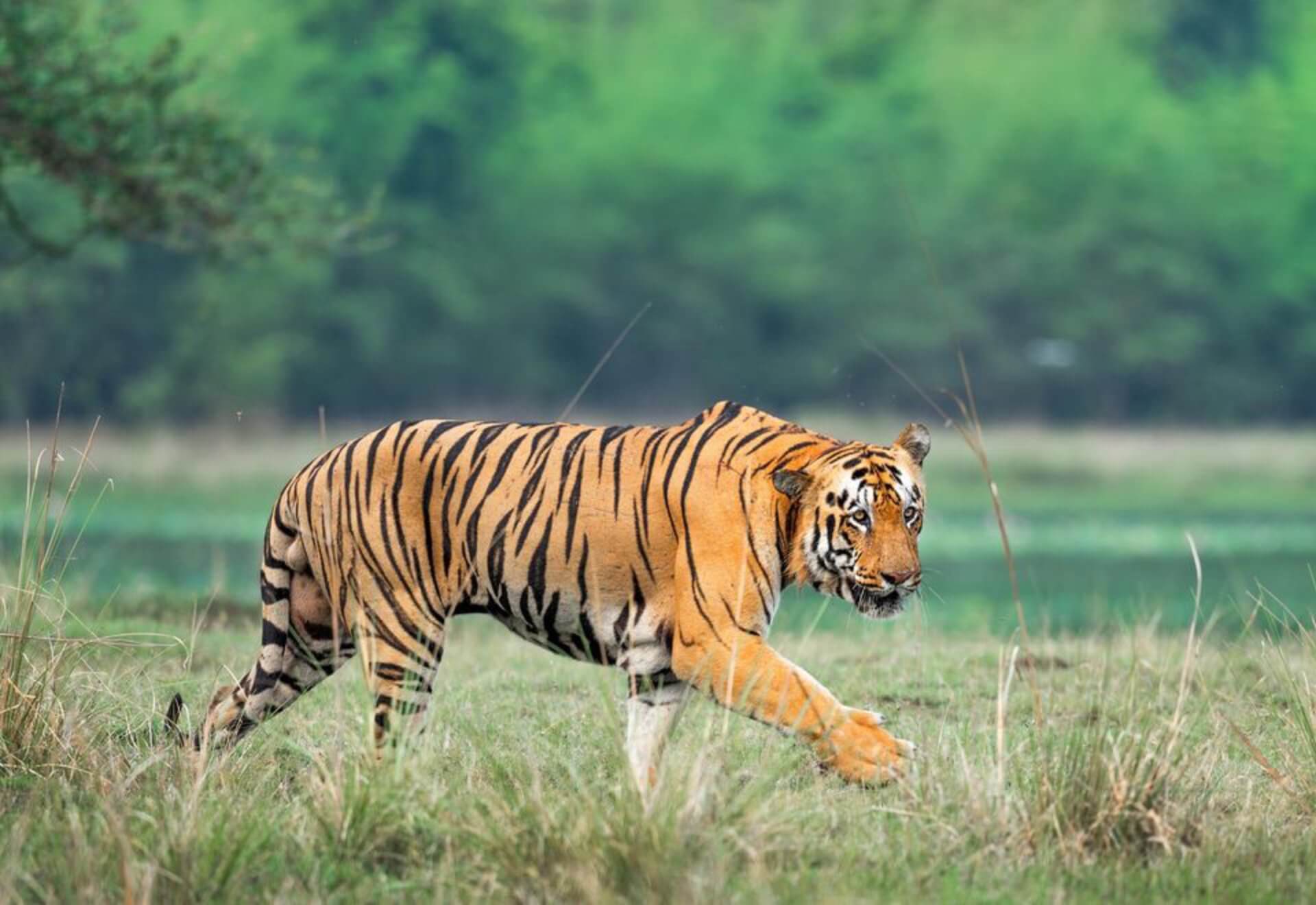 Taj with Tiger