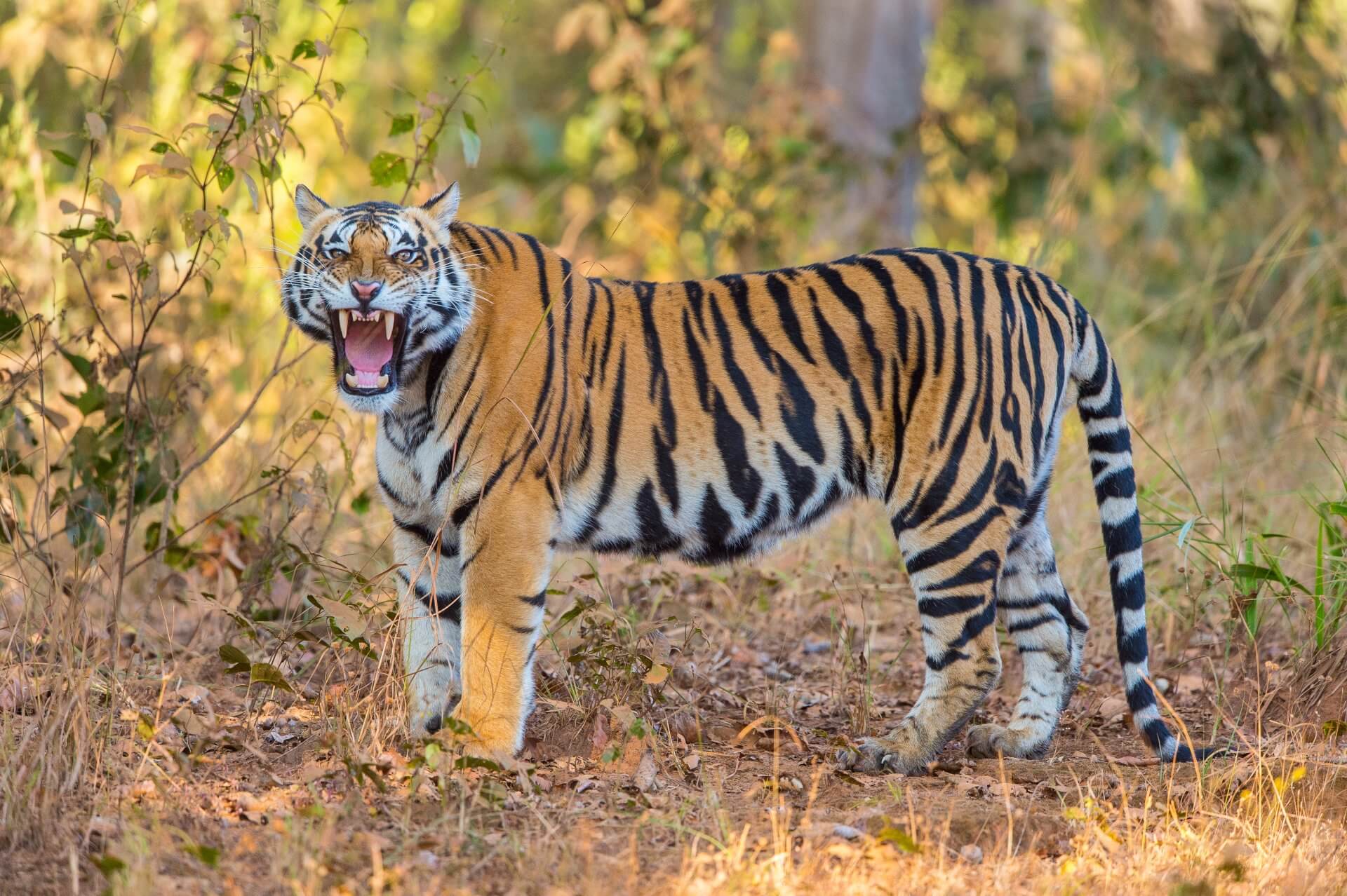 A Safari Through Indian Wilderness