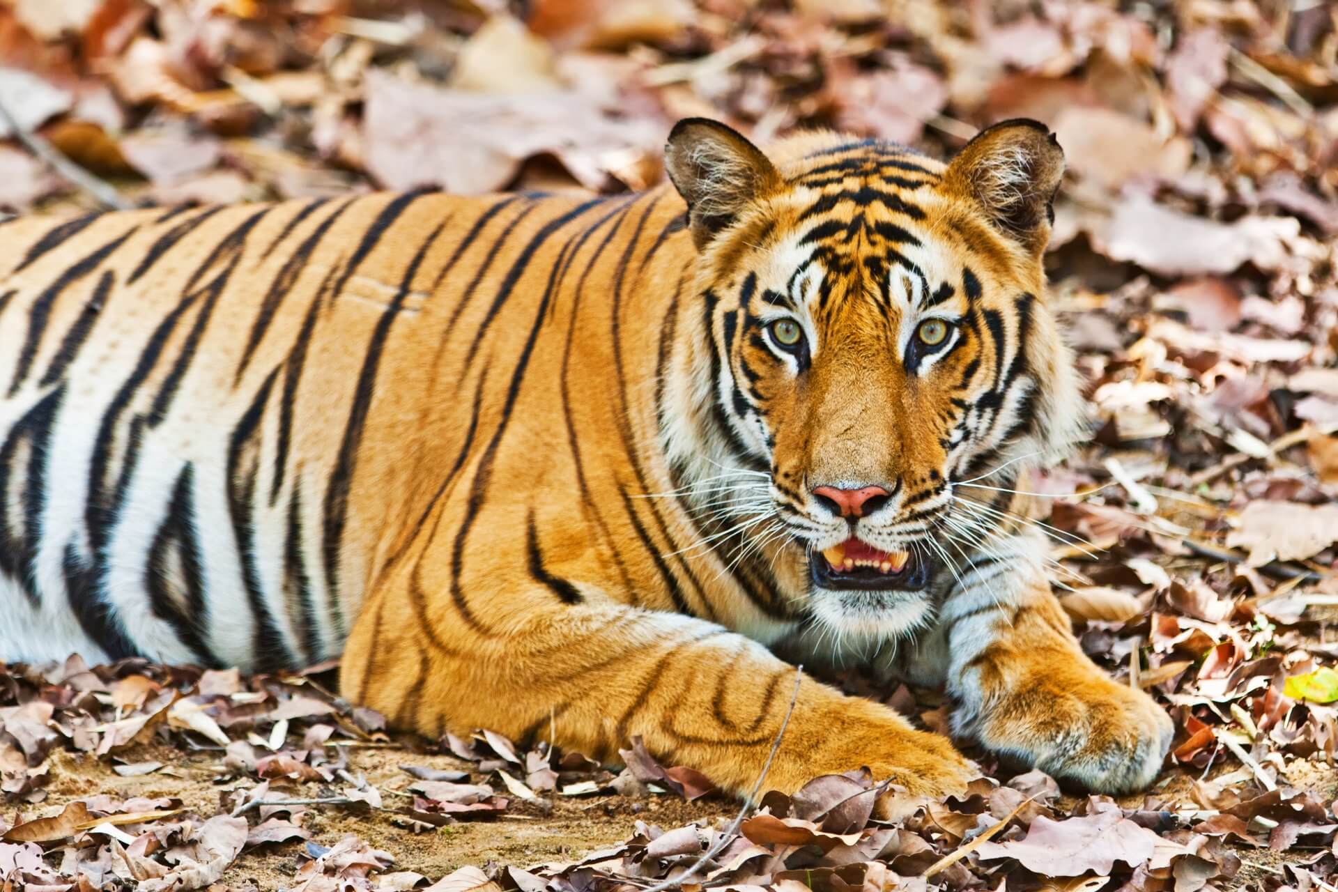 TIger Corridors of Central India