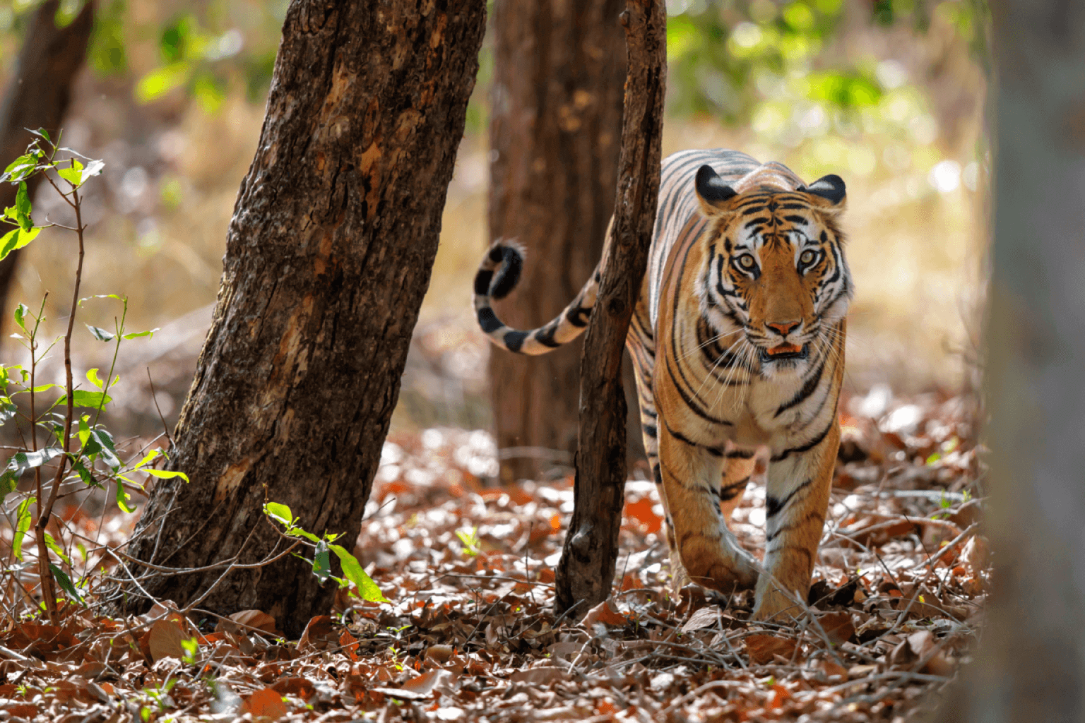 Bandhavgarh Photographic safari