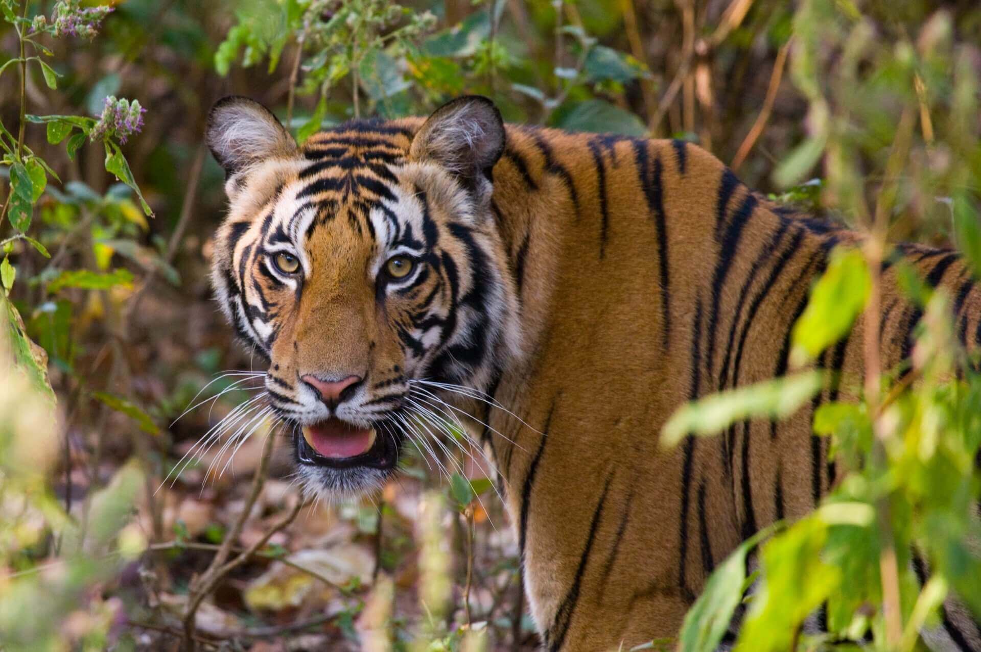 Bandhavgarh Special Tour