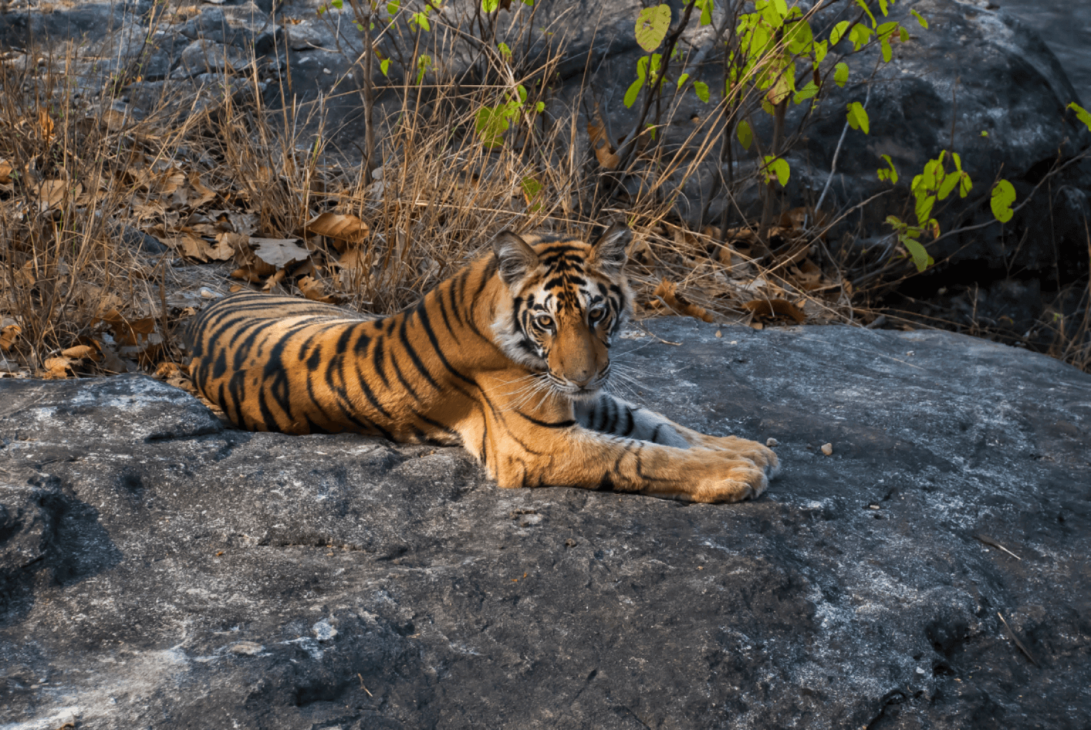 Tiger Search in Central India