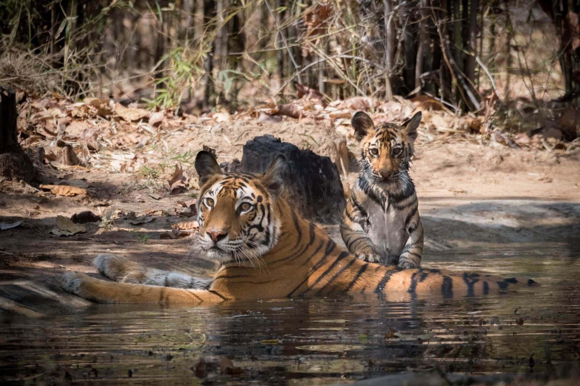 A Safari Through Indian Wilderness