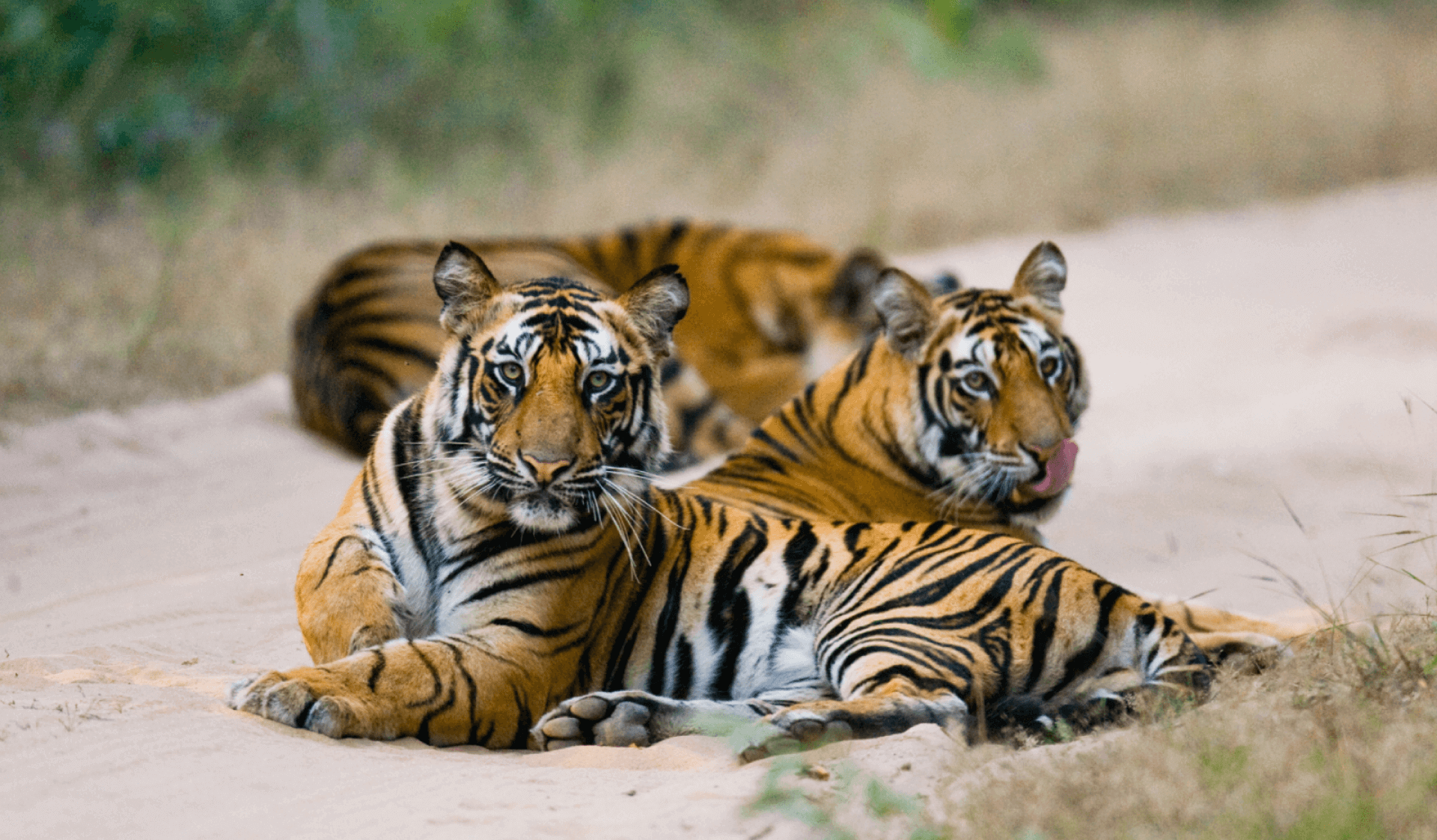 Bandhavgarh Photographic safari