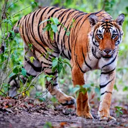 Pench Tiger Reserve