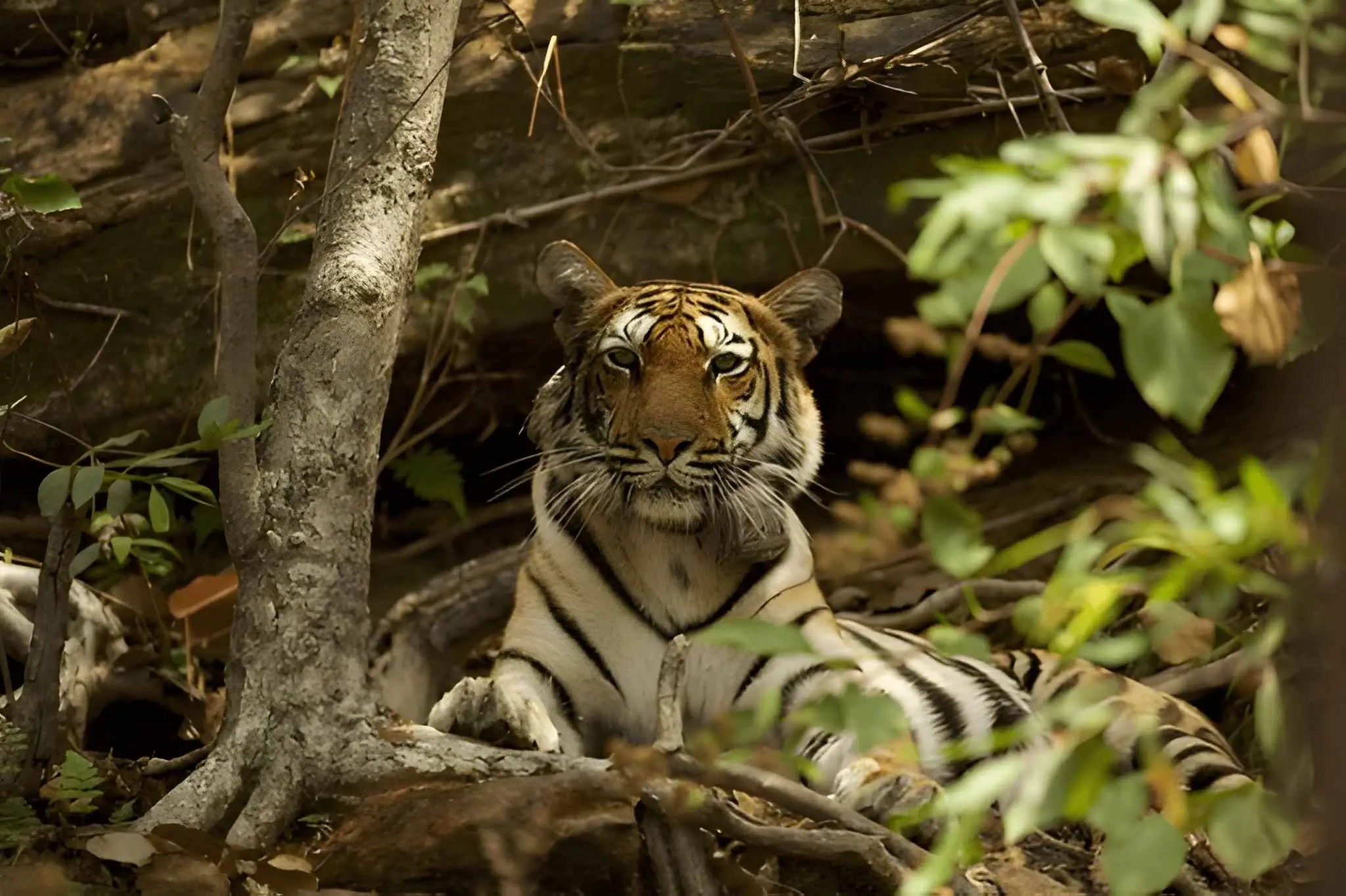 Ratapani Tiger Reserve