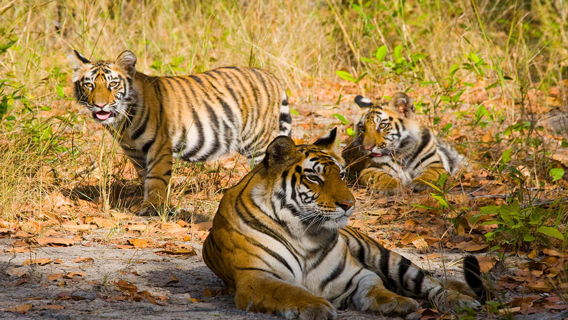 Wildlife Animals in Bandhavgarh